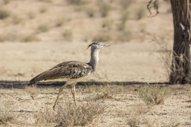 Güney Afrika 'daki Kgalagadi sınır ötesi parkında, Otididae familyasından Specie Ardeotis Kori ailesinde yürüyen Kori bustard.