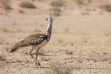 Güney Afrika 'daki Kgalagadi sınır ötesi parkında, Otididae familyasından Specie Ardeotis Kori ailesinde yürüyen Kori bustard.