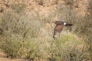 Güney Afrika 'daki Kgalagadi transfrontier parkında uçmakta olan Solgun Chanting-Goshawk çocuğu; Specie Melierax canorus Accipitridae ailesi
