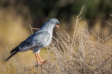 Güney Afrika 'daki Kgalagadi transfrontier parkındaki çalılıkta duran Soluk İlahi-Goshawk; Accipitridae familyasından Specie Melierax canorus