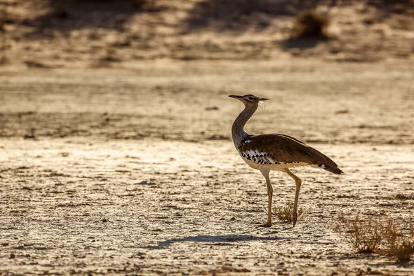 Kori Bustard Walking Backlit Dry Land Kgalagadi Transborder Park África — Fotografia de Stock