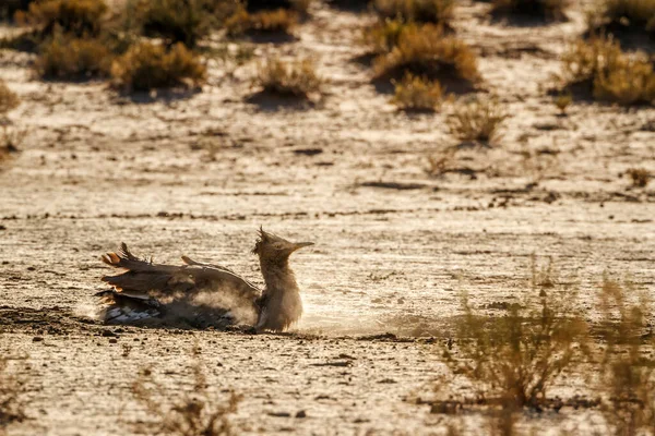 Kori Bustard Grooming Sand Dust Kgalagadi Transfrontier Park Republika Południowej — Zdjęcie stockowe