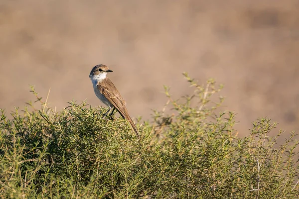 Mariqua Flycatcher Sobre Arbusto Parque Transfronteiriço Kgalagadi África Sul Espécie — Fotografia de Stock