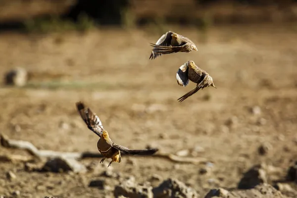 Três Sandgrouse Namaqua Voando Para Longe Parque Transfronteiriço Kgalagadi África — Fotografia de Stock