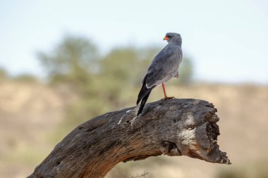 Güney Afrika 'daki Kgalagadi sınır ötesi parkında ayakta duran Solgun İlahi Şahin, Accipitridae familyasından Specie Melierax canorus.