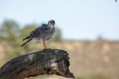 Güney Afrika 'daki Kgalagadi sınır ötesi parkında ayakta duran Solgun İlahi Şahin, Accipitridae familyasından Specie Melierax canorus.