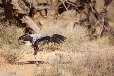 Güney Afrika 'daki Kgalagadi sınır ötesi parkında kanatları açık kuş avı; Sagittarius Serpentarius ailesi Sagittariidae