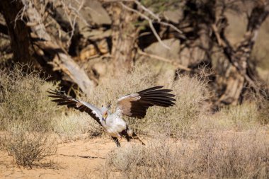Güney Afrika 'daki Kgalagadi sınır ötesi parkında kanatları açık kuş avı; Sagittarius Serpentarius ailesi Sagittariidae