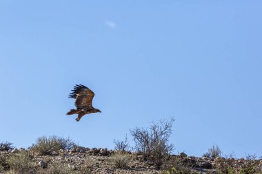 Tawny Eagle, Güney Afrika 'daki Kgalagadi sınır ötesi parkında, Accipitridae' den Specie Aquila rapax ailesinin mavi arka planda izole bir şekilde ayrılıyor.