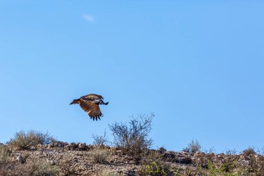 Tawny Eagle, Güney Afrika 'daki Kgalagadi sınır ötesi parkında, Accipitridae' den Specie Aquila rapax ailesinin mavi arka planda izole bir şekilde ayrılıyor.