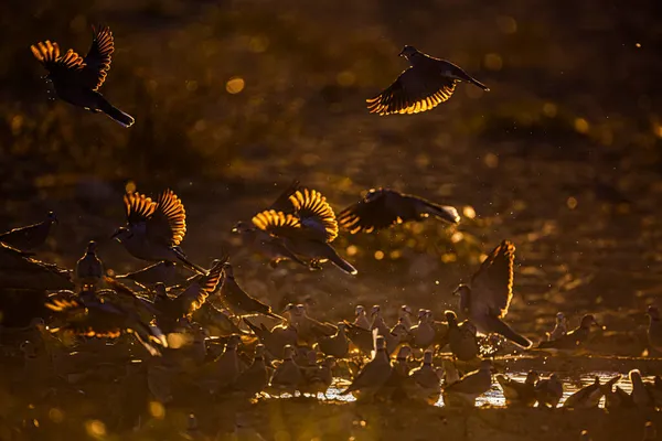 Colombe Collier Dans Parc Transfrontalier Kgalagadi Afrique Sud Espèce Streptopelia — Photo