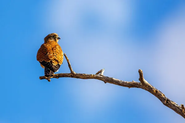 Gheppio Sudafricano Appollaiato Ramo Isolato Cielo Blu Nel Parco Transfrontaliero — Foto Stock