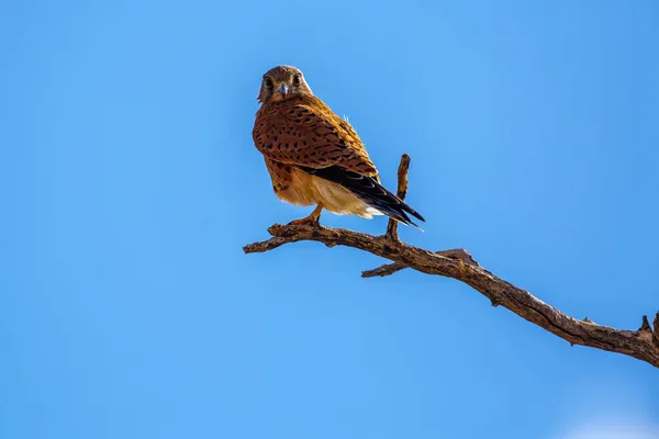 Crécerelle Afrique Sud Perché Sur Une Branche Isolée Dans Ciel — Photo