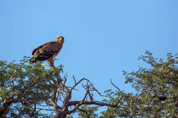 Aigle Fauve Debout Sur Arbre Isolé Arrière Plan Bleu Dans — Photo