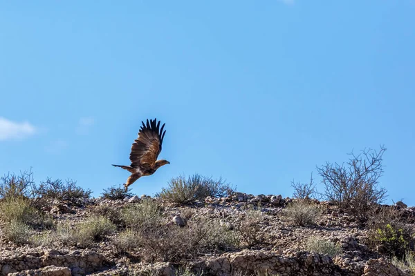 Tawny Eagle, Güney Afrika 'daki Kgalagadi sınır ötesi parkında, Accipitridae' den Specie Aquila rapax ailesinin mavi arka planda izole bir şekilde ayrılıyor.