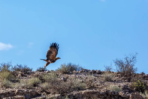 Tawny Eagle Vzlétl Izolován Modrém Pozadí Kgalagadi Přeshraničního Parku Jižní — Stock fotografie