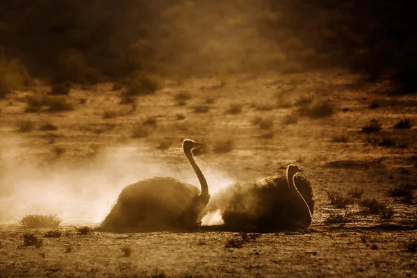 Coppia Struzzi Africani Sabbia Retroilluminata All Alba Nel Parco Transfrontaliero — Foto Stock