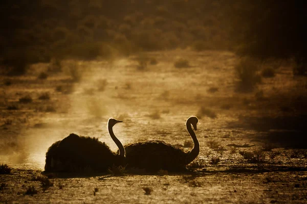 Африканская Страусиная Пара Ухаживающая Песком Рассвете Трансграничном Парке Кгалагади Южная — стоковое фото