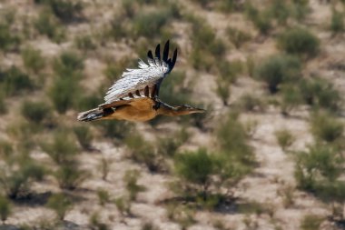 Güney Afrika 'daki Kgalagadi sınır ötesi parkında, Otididae familyasından Specie Ardeotis kori' de doğal geçmişi olan Kori bustard uçuyor.
