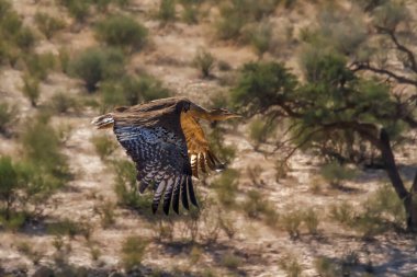 Güney Afrika 'daki Kgalagadi sınır ötesi parkında, Otididae familyasından Specie Ardeotis kori' de doğal geçmişi olan Kori bustard uçuyor.