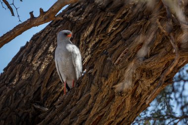 Güney Afrika 'daki Kgalagadi sınır ötesi parkındaki ağaç gövdesinde saklanan Solgun İlahi Şahin; Accipitridae familyasından Specie Melierax canorus
