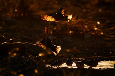 Halka boyunlu güvercin sürüsü Güney Afrika 'daki Kgalagadi sınır ötesi parkında, Columbidae ailesinden Specie Streptopelia Capicola' da alacakaranlıkta uçuyor.