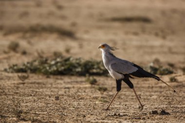 Güney Afrika 'daki Kgalagadi sınır ötesi parkında karada yürüyen Sekreter Kuşu; Specie Sagittarius Serpentarius Sagittariidae ailesi