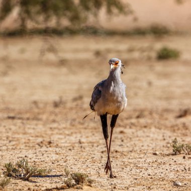 Güney Afrika 'daki Kgalagadi sınır ötesi parkında yürüyen Sekreter Kuşu; Sagittarius Serpentarius Sagittariidae ailesi