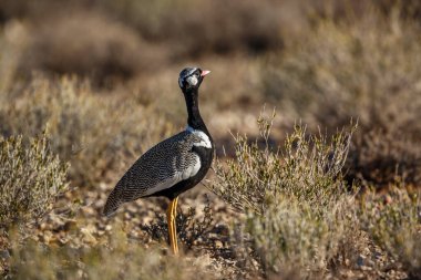 Güney Afrika 'daki Kgalagadi sınır ötesi parkındaki çalılıklarda yürüyen beyaz tüylü Bustard manzarası Otididae familyasından korkan Specie Afrotis
