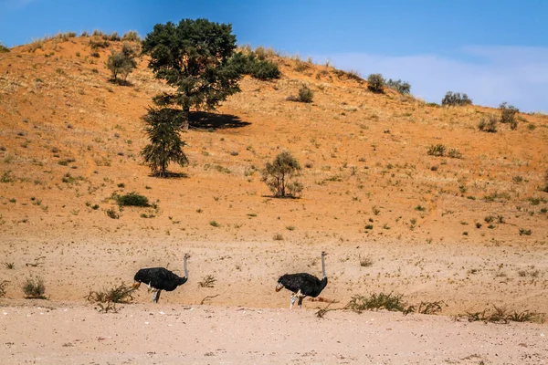 Африканська Пара Страусів Пустельних Місцях Проживання Транскордонному Парку Кгалагаді Пар — стокове фото
