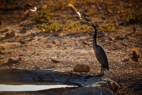Fekete Fejű Heron Hajnalban Kgalagadi Határokon Átnyúló Parkban Dél Afrikában — Stock Fotó