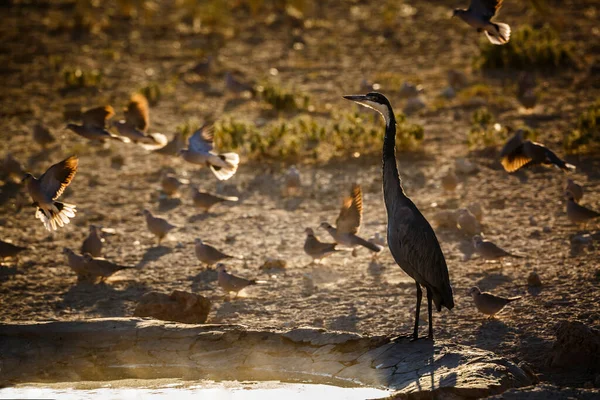 Fekete Fejű Heron Hajnalban Kgalagadi Határokon Átnyúló Parkban Dél Afrikában — Stock Fotó