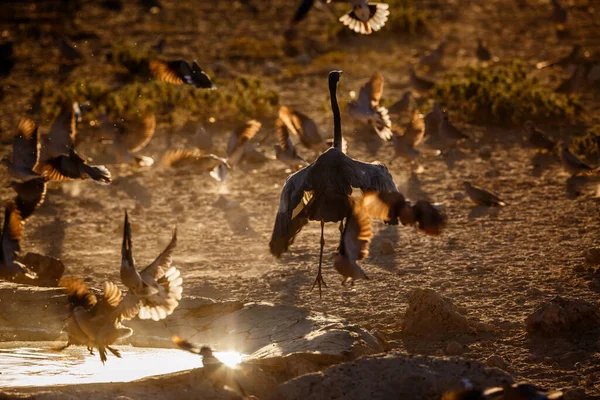 Fekete Fejű Heron Repül Víznyelő Kgalagadi Határokon Átnyúló Park Dél — Stock Fotó