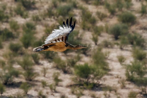 Kori bustard in flight with natural background n Kgalagadi transfrontier park, South Africa ; Specie Ardeotis kori family of Otididae
