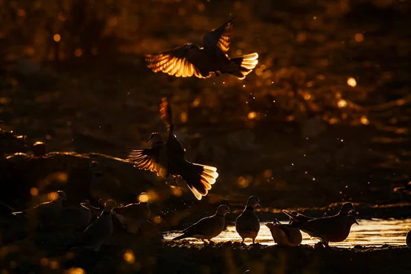 Ring Necked Dove Flock Flying Away Backlit Twilight Kgalagadi Transfrontier — Stock Photo, Image