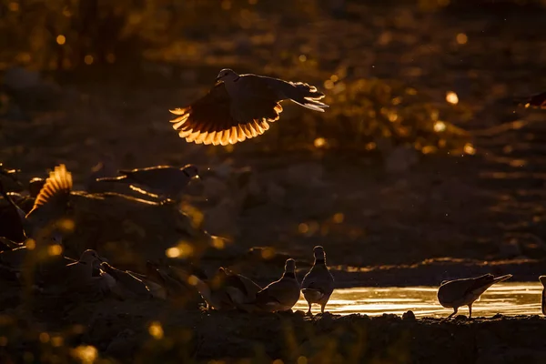 무리들은 황혼에 남아프리카 공화국의 칼갈라 공원에서 백라이트를 받으며 날아가고 Columbidae — 스톡 사진