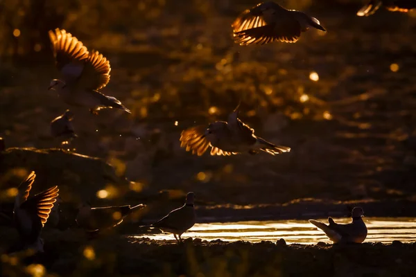 Ring Necked Dove Flock Flying Away Backlit Twilight Kgalagadi Transfrontier — Stock Photo, Image