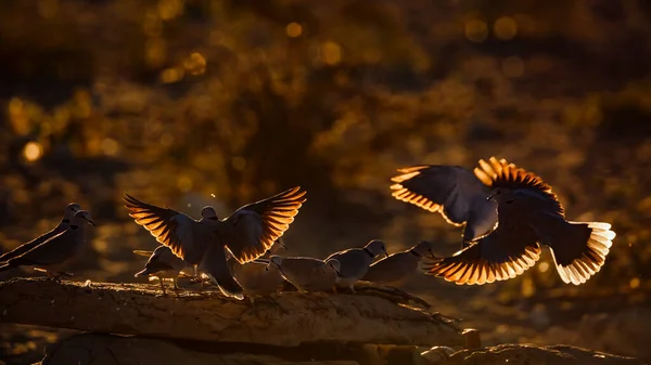 Anel Necked Dove Flock Flying Away Backlit Twilight Kgalagadi Transborder — Fotografia de Stock