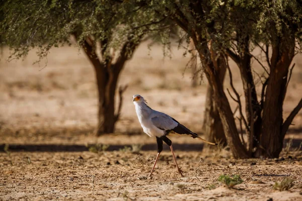 Secretário Aves Caminhando Habitat Terra Seca Parque Transfronteiriço Kgalagadi África — Fotografia de Stock