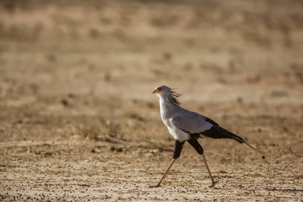 Tajemník Pták Procházky Suché Půdy Stanoviště Kgalagadi Přeshraniční Park Jižní — Stock fotografie