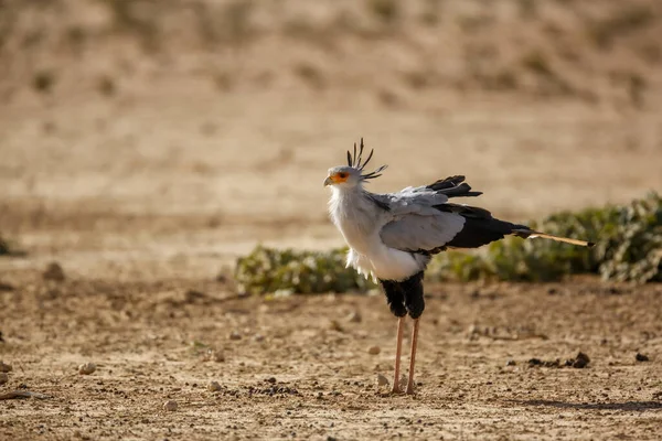 Tajemník Pták Procházky Suché Půdy Stanoviště Kgalagadi Přeshraniční Park Jižní — Stock fotografie