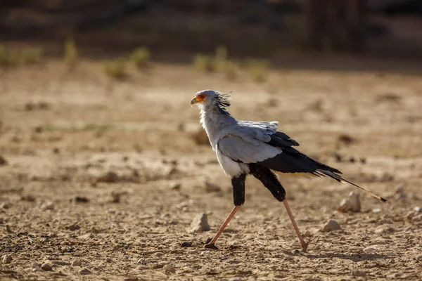 Secretario Aves Caminando Hábitat Tierra Seca Parque Transfronterizo Kgalagadi Sudáfrica — Foto de Stock