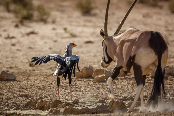 Secretaris Vogeljacht Door Oryx Bij Waterpoel Kgalagadi Grensoverschrijdend Park Zuid — Stockfoto