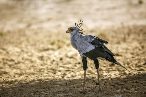 Secretary bird standing in dry land in Kgalagadi transfrontier park, South Africa; specie Sagittarius serpentarius family of Sagittariidae