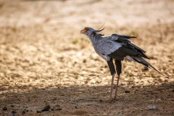 Птица Секретарь Поедающая Ящерицу Трансграничном Парке Kgalagadi Южная Африка Вид — стоковое фото