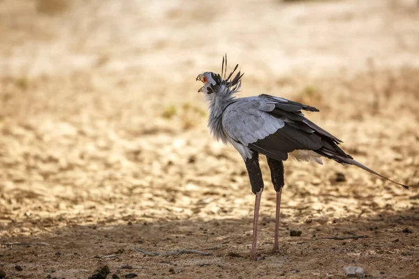 Secretário Aves Comendo Lagarto Parque Transfronteiriço Kgalagadi África Sul Espécie — Fotografia de Stock