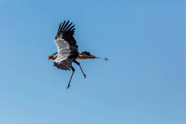 Secrétaire Oiseau Volant Isolé Dans Ciel Bleu Parc Transfrontalier Kgalagadi — Photo