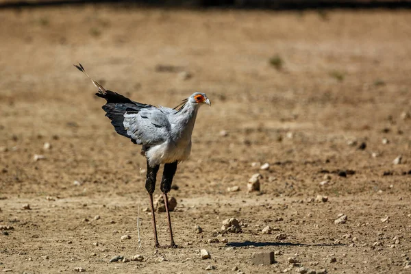 Secretário Pássaro Caindo Com Cauda Parque Transfronteiriço Kgalagadi África Sul — Fotografia de Stock