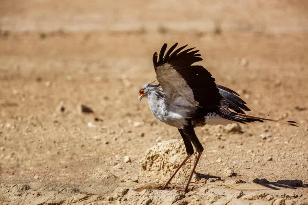 Secretário Aves Abriu Asas Parque Transfronteiriço Kgalagadi África Sul Espécie — Fotografia de Stock