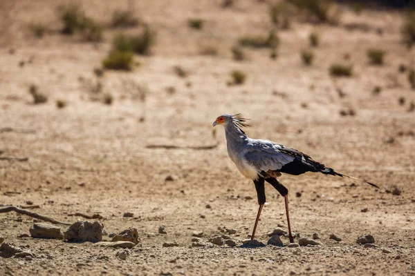 Secretary Bird Walking Dry Land Kgalagadi Transfrontier Park South Africa — Stock Photo, Image